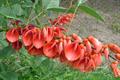 Erythrina crista galli